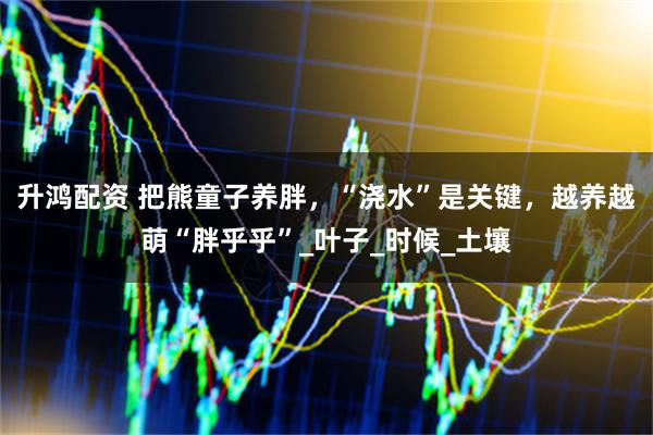 升鸿配资 把熊童子养胖，“浇水”是关键，越养越萌“胖乎乎”_叶子_时候_土壤