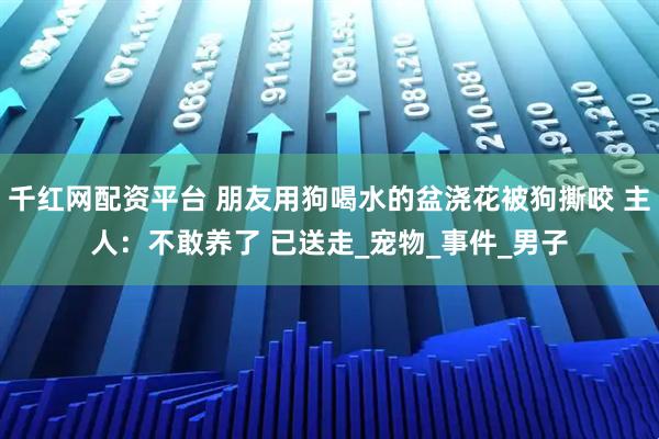 千红网配资平台 朋友用狗喝水的盆浇花被狗撕咬 主人：不敢养了 已送走_宠物_事件_男子