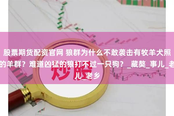 股票期货配资官网 狼群为什么不敢袭击有牧羊犬照看的羊群？难道凶猛的狼打不过一只狗？_藏獒_事儿_老乡
